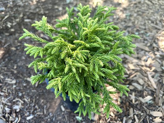 Photo of Cryptomeria japonica 'Little Diamond' by Patricia Cunningham