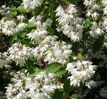 Photo of Deutzia x hybrida flower, foliage by Ecelan