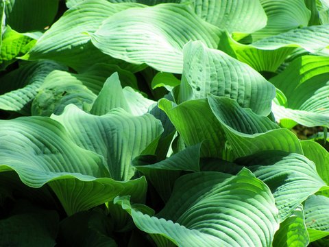 Hosta 'Gunsmoke' | Hosta 'Gun Smoke' | plant lust
