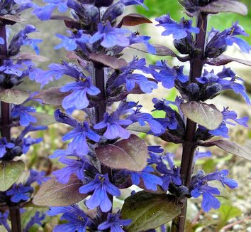 Photo of Ajuga reptans 'Bronze Beauty' flower by photogirl7.1