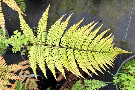 Photo of Dryopteris lepidopoda foliage by plant lust
