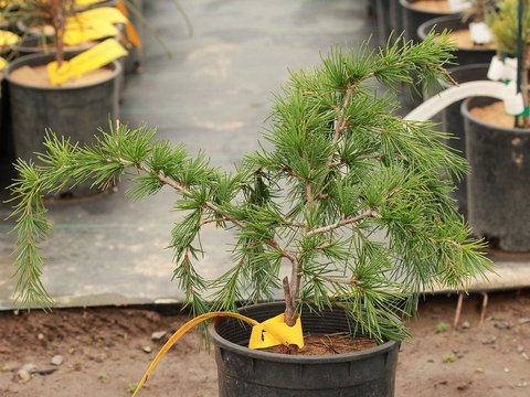 Cedrus deodara 'Feelin' Blue' | Cedrus deodara 'Feelin Blue