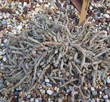 Photo of Euphorbia platyclada foliage by Joe Mabel