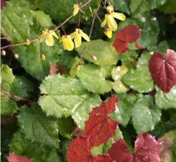 Photo of Epimedium ecalcaratum flower, foliage by Edelweiss Perennials