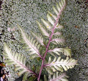 Photo of Athyrium niponicum 'Godzilla' foliage by plant lust