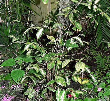 Photo of Dracaena surculosa by Stan Shebs