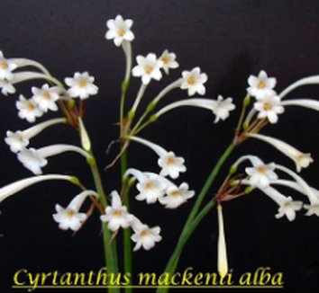 Photo of Cyrtanthus mackenii [cream-white-flowered] by Edens Blooms