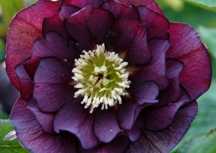 Helleborus x hybridus 'Onyx Odyssey' | Helleborus 'Onyx Oddyssey