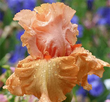 Photo of Iris 'Autumn Riesling' flowers by Phoenix Perennials and Specialty Plants Ltd.