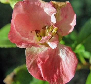 Photo of Chaenomeles speciosa 'Kan-Toyo-Nishiki' flower by Forestfarm