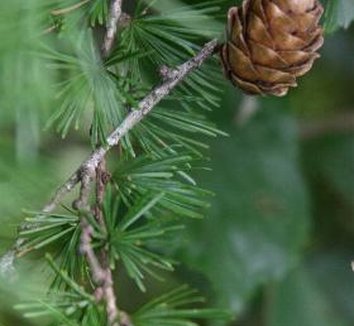 Photo of Larix gmelinii var. olgensis cones, foliage by Hoot Owl Hollow Nursery