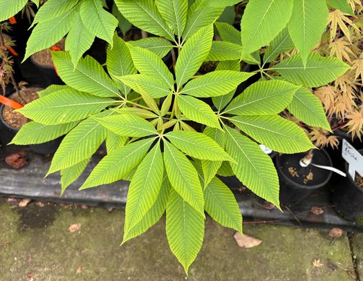 Photo of Aesculus neglecta 'Erythroblastos' foliage by plant lust