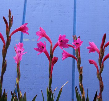 Photo of Watsonia coccinea flower by Annie's Annuals & Perennials