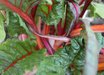 Bright Lights Swiss Chard