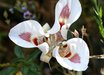 Calochortus