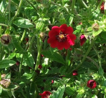 Photo of Potentilla atrosanguinea Fireball Mixed flower by Jerzy Opioła