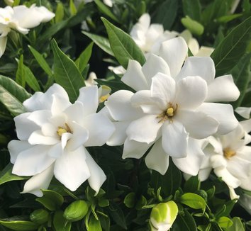 Photo of Gardenia jasminoides 'Frostproof' flower by Little Prince of Oregon