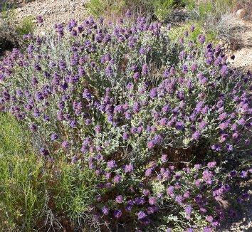 Photo of Salvia dorrii flower, foliage, form by Stan Shebs