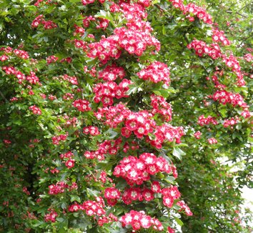 Photo of Crataegus laevigata 'Crimson Cloud' flower by Lael's Moon Garden