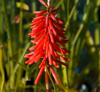 Photo of Kniphofia 'Nancy's Red' flower by Secret Garden Growers