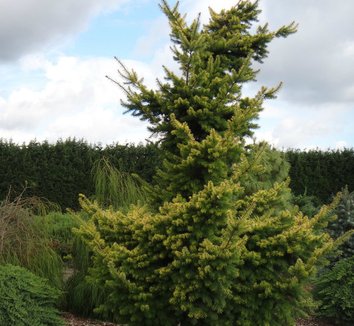 Photo of Pseudotsuga menziesii 'Seattle Mountain' foliage by Conifer Kingdom