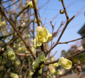 Photo of Corylopsis pauciflora close-up, flower by Kenpei