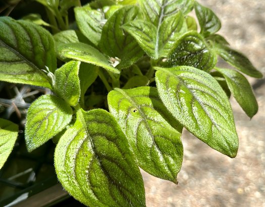 Photo of Hemiboea subacaulis var. jiangxiensis by None