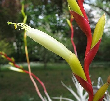 Photo of Tillandsia albida flower by Timm Stolten