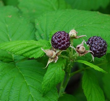 Photo of Rubus leucodermis foliage, fruit by Alvin Kho
