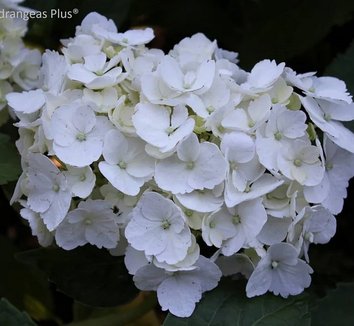 Photo of Hydrangea macrophylla 'Madame Emile Mouilliere'