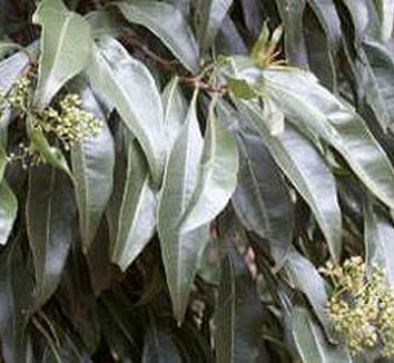 Heteropyxis from multiple nurseries on Plant Lust