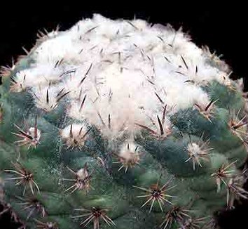 Photo of Parodia subterranea foliage by Kara Nursery