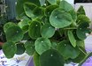 Pilea