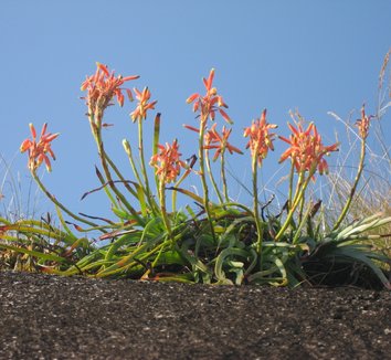 Photo of Aloe inyangensis flower, foliage, form by tonrulkens
