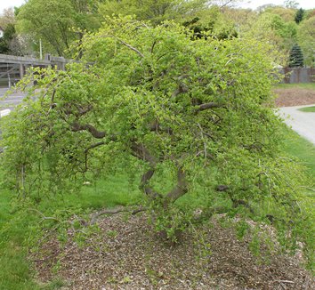 Photo of Styrax japonicus 'Carillon' form by Karl Gercens III
