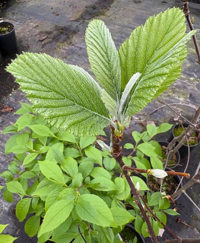 Photo of Sorbus aria 'Majestica' foliage by plant lust