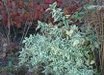 Diervilla
