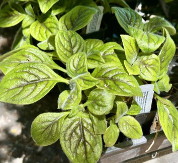 Photo of Hemiboea subacaulis var. jiangxiensis by 	plant lust