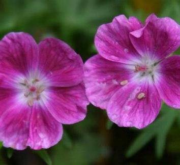 Photo of Geranium 'Elke' flower by Hoot Owl Hollow Nursery