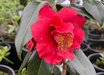 Camellia japonica 'Bob Hope'