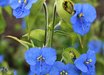 Commelina