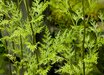 Onychium
