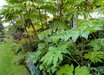 Tetrapanax
