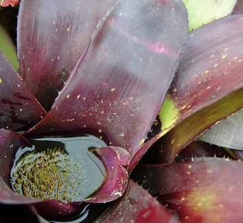 Photo of Neoregelia hybrids foliage by plant lust