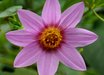 Dahlia