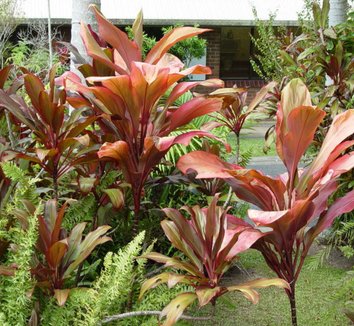Photo of Cordyline fruticosa foliage by Peter Richardson