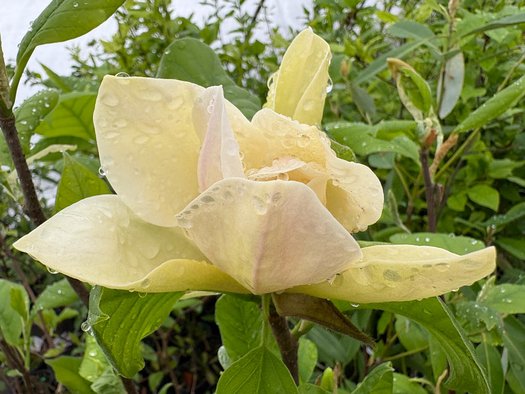 Photo of Magnolia 'Sunsation' flower by plant lust