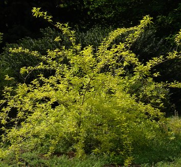 Photo of Forsythia x intermedia 'Gold Leaf' form by Karl Gercens III