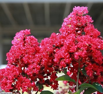 Photo of Lagerstroemia 'Centennial Spirit' flower by David J. Stang