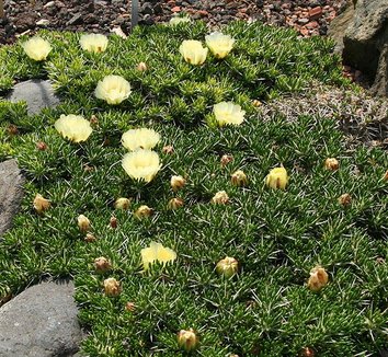 Native to: Chile from multiple nurseries on Plant Lust